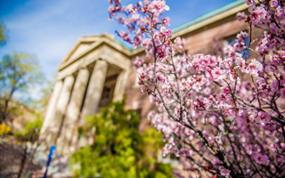 A building with roman columns is obscured by pink tree blossoms in the foreground.