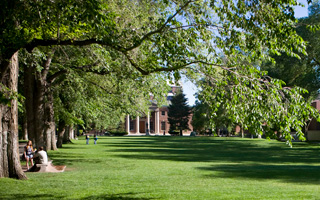 A grassy field within a university campus. A student can be seen sitting under the shade of a tree.