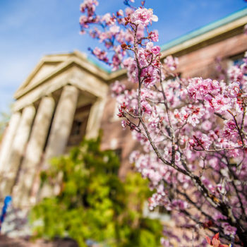 Spring on campus at UNR